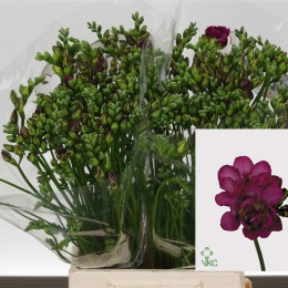 Freesia double Purple Rain (Фрезия Дабл Перпл Реин) В50