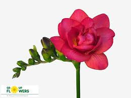 Freesia double Expression (Фрезия Дабл Экспрешн) В46