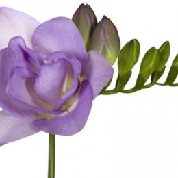 Freesia Du Dark Blue (Фрезия Ду Дарк Блу)