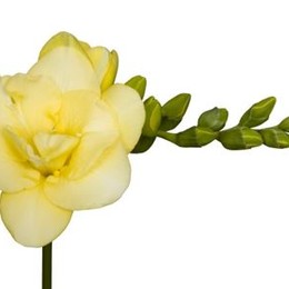 Freesia Du Grandeur (Фрезия Ду Грандеур)