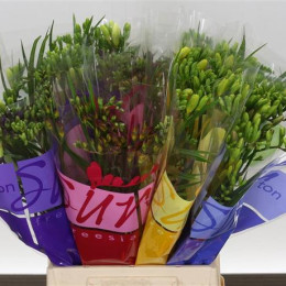 Freesia En Mixed Ton Sur Ton (Фрезия Эн Миксед Топ Сур Тон)