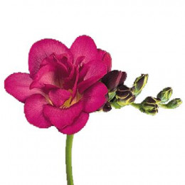 Freesia Du Purple Rain (Фрезия Ду Перпл Рейн)
