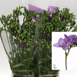 Freesia En Delta River(Фрезия ен Дельта Ривер)В50