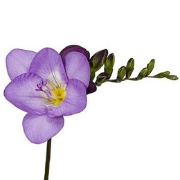 Freesia En Dark Blue (Фрезия Эн Дарк Блу)