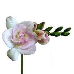 Freesia Du Honeymoon (Фрезия ду Ханимун) В50