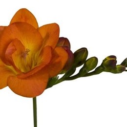 Freesia Du Orange (Фрезия Ду Оранж)