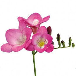 Freesia En Pink (Фрезия Эн Пинк)