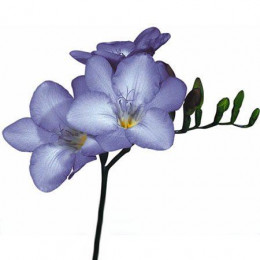 Freesia En Pale Blue (Фрезия Эн Пале Блу)
