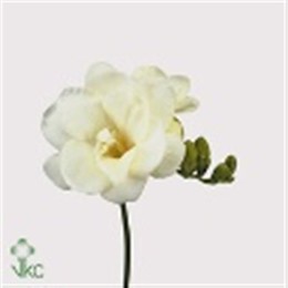 Freesia Du White (Фрезия Ду Вайт)