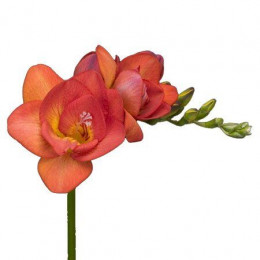 Freesia Du Red (Фрезия Ду Ред)