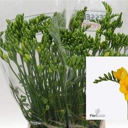 Freesia En Yellow (Фрезия Эн Еллоу)