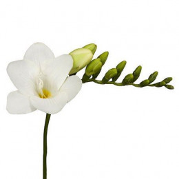 Freesia En White (Фрезия Эн Вайт)