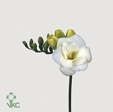 Freesia single Marielle (Фрезия Сингл Марилле) В50