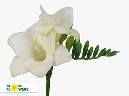 Freesia single Alba River (Фрезия Сингл Альба Ривер) В50