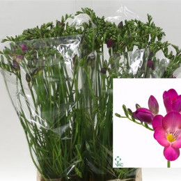 Freesia single Pink Passion(Фрезия Сингл Пинк Пассион)В50