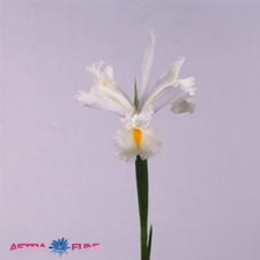 Iris Mount Everest (Ирис Маунт Эверест)