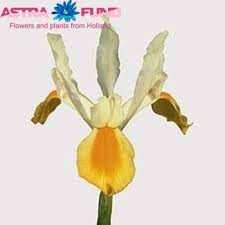 Iris Apollo Yellow (Ирис Аполло Еллоу) В60