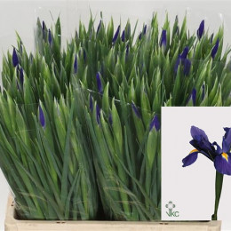 Iris Blue Magic Ex Veco - Showing Colour (Ирис Блу Мэджик Экс Веко - Шоуинг Колор)В60