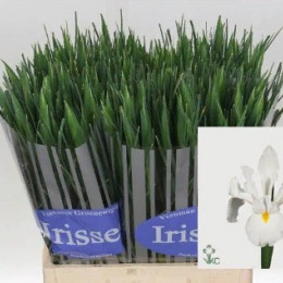 Iris White Magic (Ирис Вайт Мэджик) В65