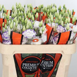 Eustoma Du Excal White Blue (Эустома ду Экскал Вайт Блу) В75