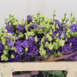 Eustoma Dub Blue (Эустома Даб Блу) В75