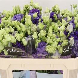 Eustoma Du Alissa Blue (Эустома Ду Алисса Блу) В75