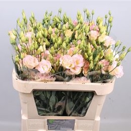 Eustoma G Ar Champagne (Эустома Гр Ар Шампань) В75