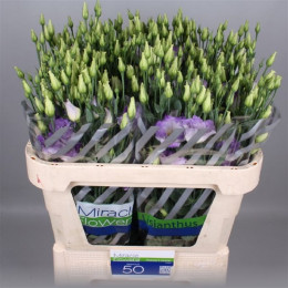 Eustoma en shalala blue (Эустома эн Шалала Блу) В75