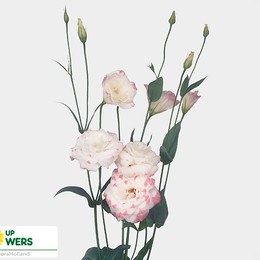 Eustoma En Picotee White/pink (Эустома Эн Пикоте Вайт/ Пинк) В75