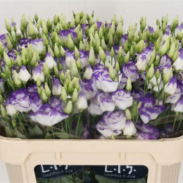 Eustoma G Arena Blu Pico (Эустома Г Арена Блу Пико) В75