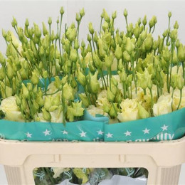 Eustoma En Piccolo Yellow (Эустома Эн Пикколо Еллоу) В75