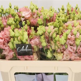 Eustoma G Alissa Apricot(Эустома Г Алисса Априкот) В75