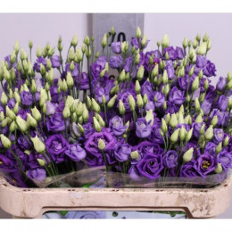 Eustoma Du Misty Blue (Эустома ду миксед Мисти Блу) В75