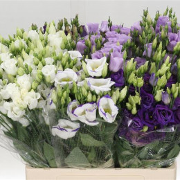 Eustoma Du Mixed (Эустома ду миксед) В60