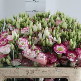 Eustoma Du Hot Lips (Эустома ду Хот Липс) В72