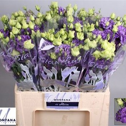 Eustoma Du Fleurel Blue (Эустома ду Флерел Блу) В75