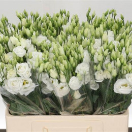 Eustoma Du Rosita White (Эустома Ду Росита Вайт) В50