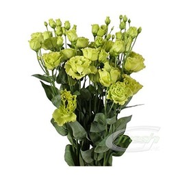 Eustoma du rosanne green(Эустома ду Росанн грин)В65
