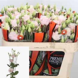Eustoma Du Corelli Light Pink (Эустома Ду Корелли Лайт Пинк) В75