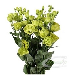 Eustoma du rosanne green (Эустома Ду Росанн Грин) В45