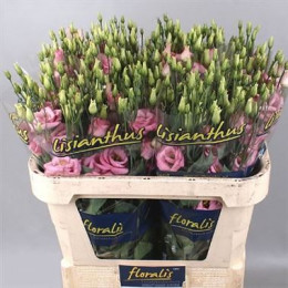 Eustoma Du Rosita Pink (Эустома Ду Росита Пинк) В75