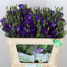 Eustoma en colorado purple (Эустома Эн Колорадо Перпл)В75