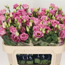 Eustoma Du Rosita Rose (Эустома Ду Росита Роуз) В75