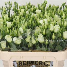 Eustoma Du Celeb Chrystal(Эустома Ду Селеб Кристал) В72