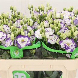 Eustoma En Blue White (Эустома Эн Блу Вайт) В75