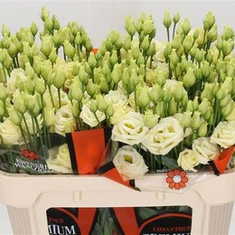 Eustoma Dub Yellow (Эустома Даб Еллоу) В75