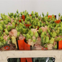 Eustoma Du Corelli Apricot (Эустома Ду Корелли Априкот) В75
