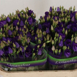 Eustoma Du Minuet Purple (Эустома ду Менуэт Перпл) В75