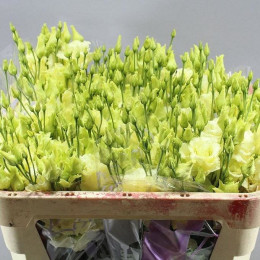 Eustoma Du Rossane Green (Эустома Ду Россанн Грин) В75