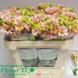 Eustoma En Falda Apricot (Эустома Эн Фалда Априкот) В75